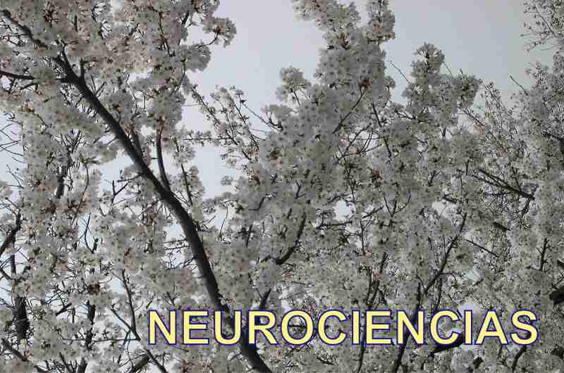 ¿Cómo trabajar en Neurociencia?
