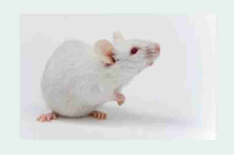 Participación mesa “Las diferentes perspectivas de la ética en la experimentación animal”