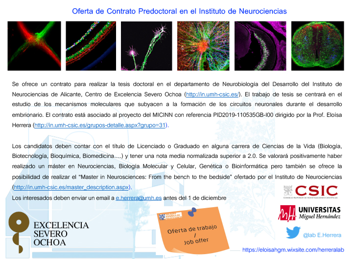 Oferta de Contrato Predoctoral en el Instituto de Neurociencias