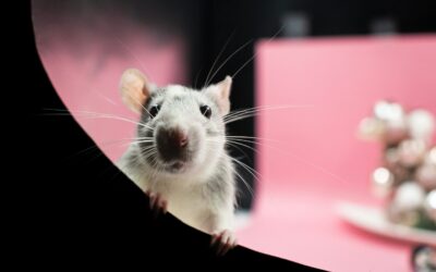 Cómo presentar una solicitud exitosa a un comité ético de experimentación animal